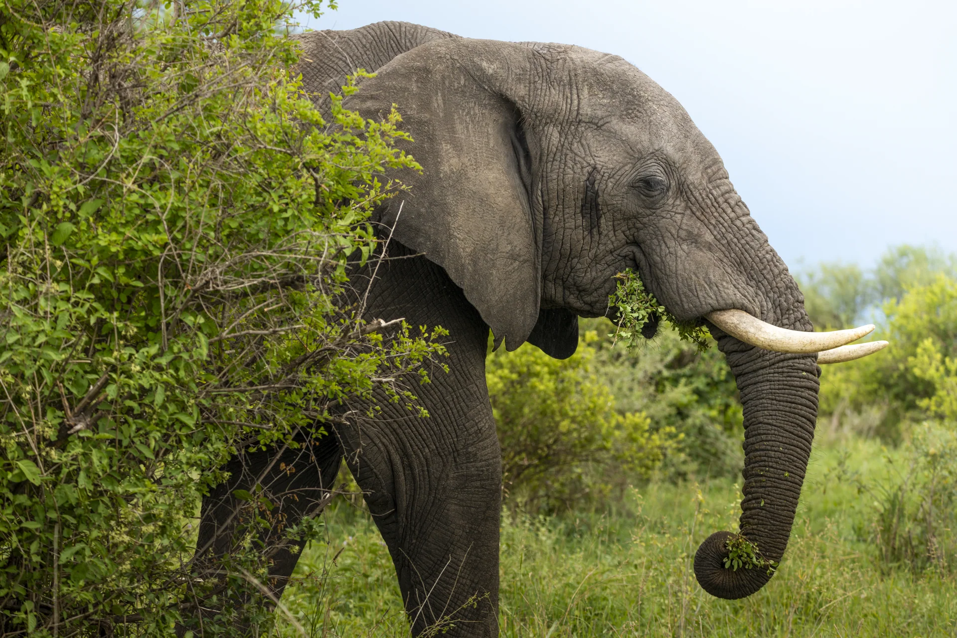 Tarangire elephants near the river